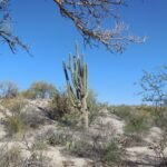 3-Arizona-Book-Sonoran-Desert-My-Picture-scaled.jpg