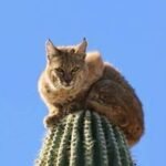 4-Arizona-Book-Fauna-My-Picture.jpg